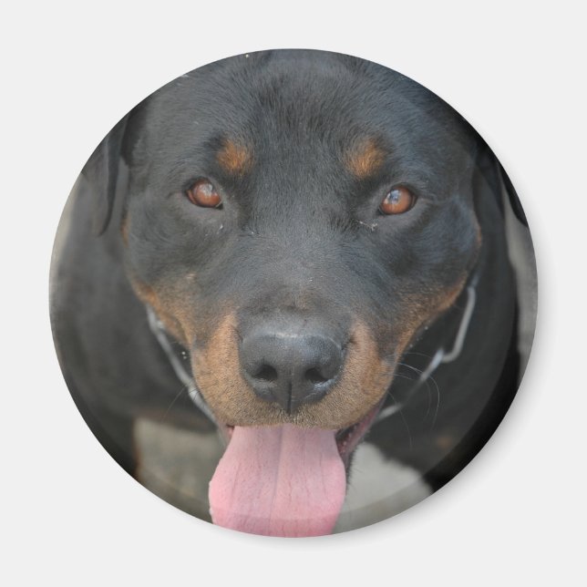 Magnet rond de l'image Rottweiler (Devant)