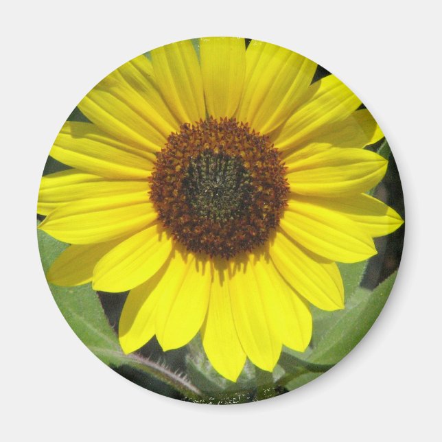 Magnet rond Plante de tournesol (Devant)