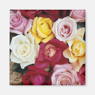 Magnet Rose coloré