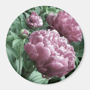 Magnet rose de pivoines