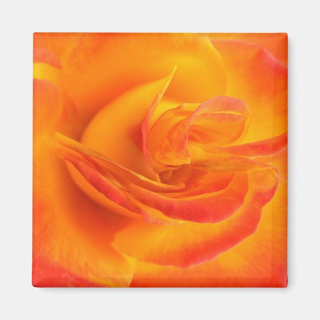 Magnet Rose orange (Devant)