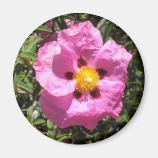Magnet - Rose Rock mexicain