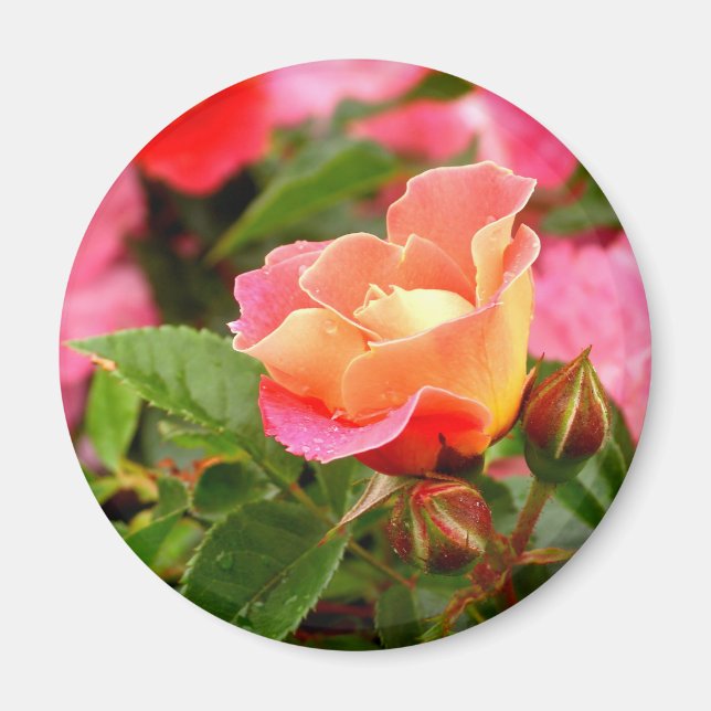 Magnet Rose rose et orange (Devant)