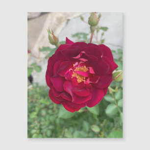 Magnet Rose timide