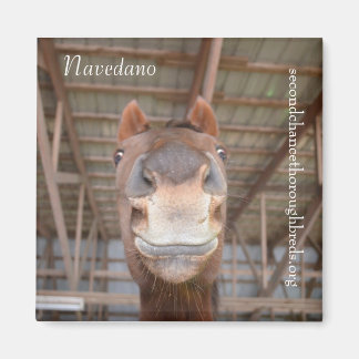 Magnet Series - Navedano