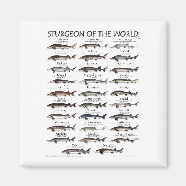 MAGNET -STURGEON DU WORLD POSTER (Devant)