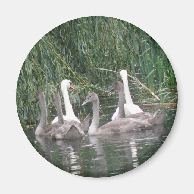 Magnet SW et Cygnets (Devant)