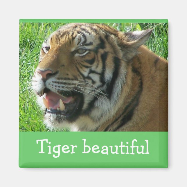 Magnet Tiger beau (Devant)