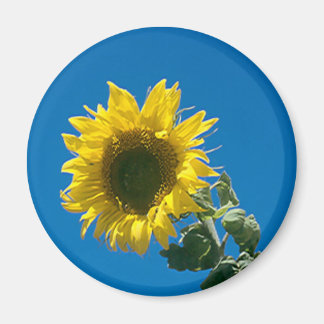 Magnet - Tournesol