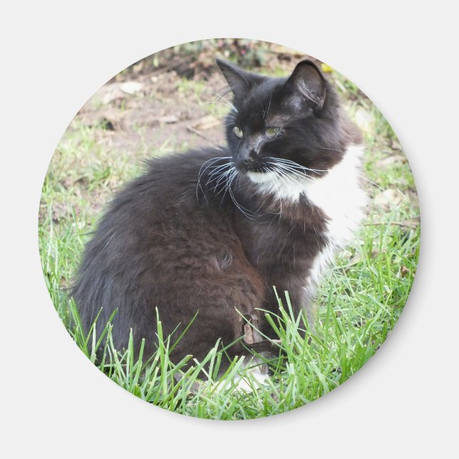 Magnet Tuxedo Kitten (Devant)
