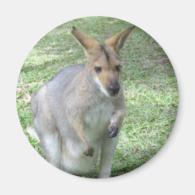 Magnet Wallaby australien (Devant)