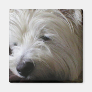 Magnet Westie KRW