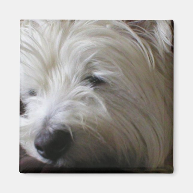 Magnet Westie KRW (Devant)