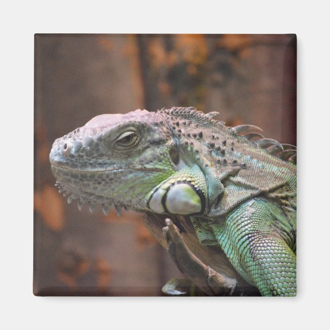 Magnet with colourful Iguana lizard (Devant)