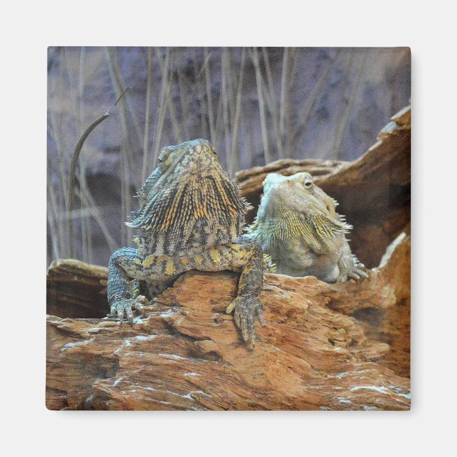 Magnet with curious lizards (Devant)