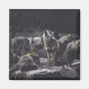Magnet Wolf Pack