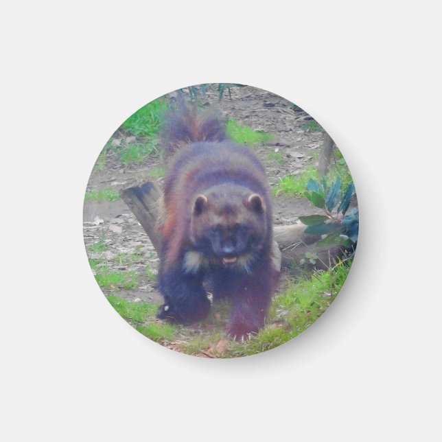 Magnet Wolverine #1 (Devant)