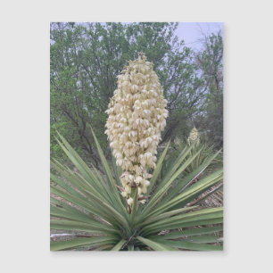 Magnet Yuccas en floraison