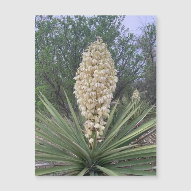 Magnet Yuccas en floraison (Devant)