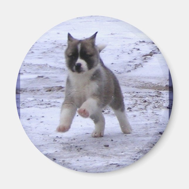 Magnets Akita Puppy (Devant)