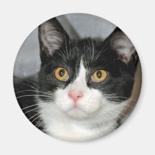 Magnets de chats de Tuxedo noir et blanc