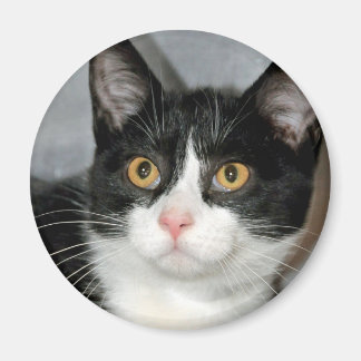 Magnets de chats de Tuxedo noir et blanc