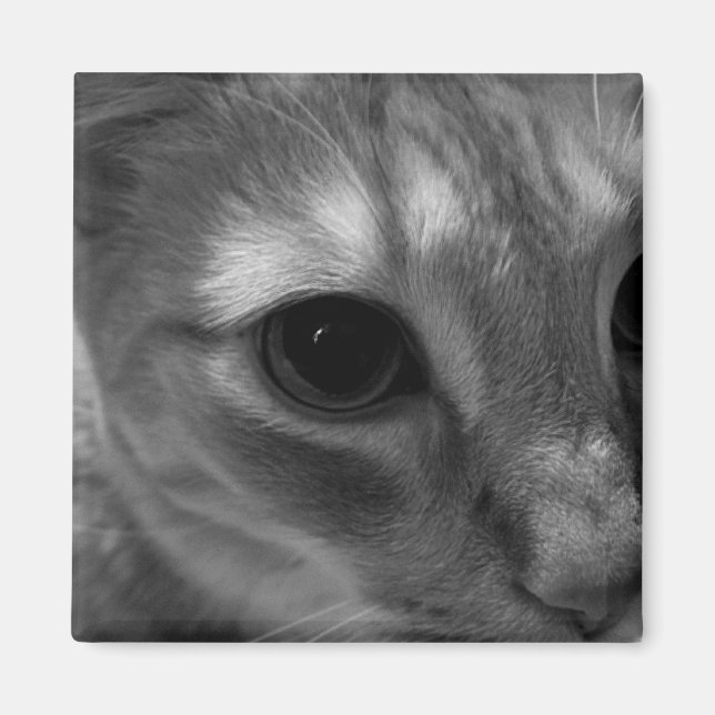 Magnets de fermeture de visage de chat (Devant)