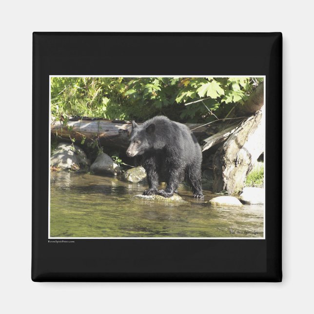 Magnets de l'ours noir (Devant)