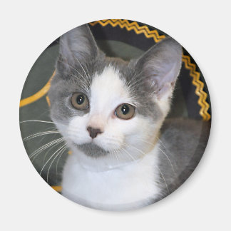 Magnets gris/argent/gris/blanc Kitten