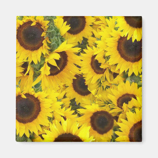 Magnets photo tournesol