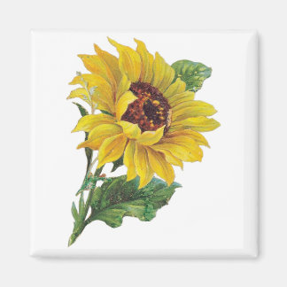 Magnets vintages de tournesol