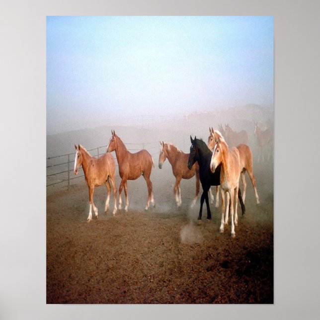 Magnifique affiche de chevaux. (Devant)