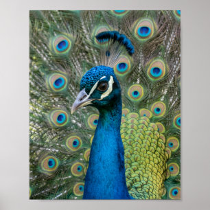 Magnifique affiche murale mate Plume de Paon Bijou