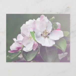Magnifique Apple Tree Blossoms Carte Postale Print