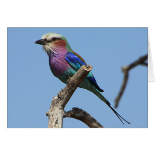 Magnifique carte d'oiseaux