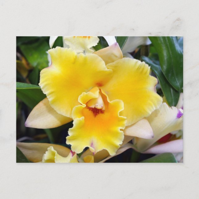 Magnifique carte postale orchidée exotique (Devant)
