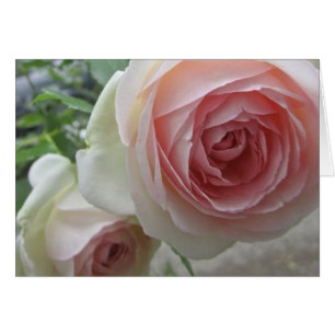 Magnifique Cartes Roses Pierre De Ronsard Rose