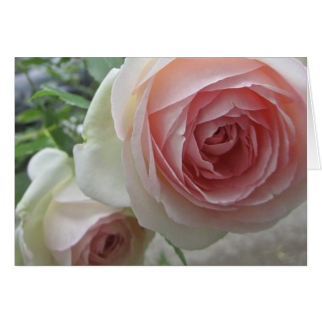 Magnifique Cartes Roses Pierre De Ronsard Rose (Devant horizontal)