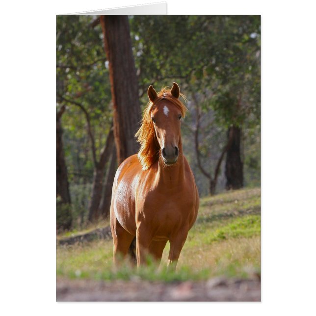 Magnifique Chestnut Cheval Brown en Champ (Devant)