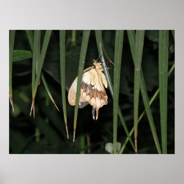 Magnifique impression Moth (Devant)