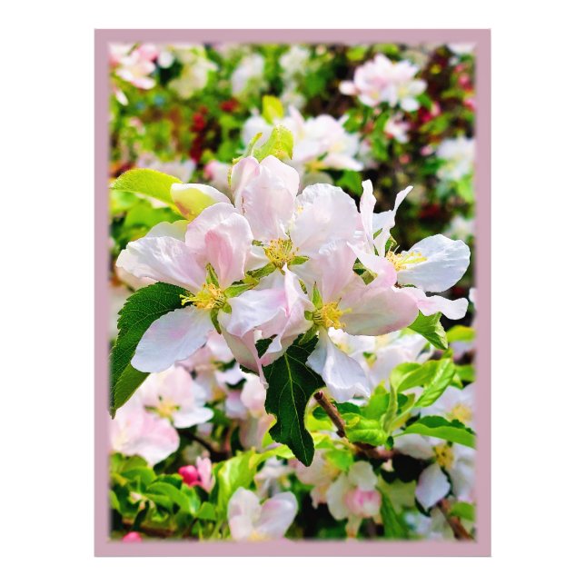 Magnifique Malus asiatica Photo (Devant)