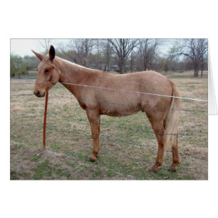 Magnifique Mule ! customise-le !