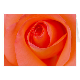 Magnifique Orange Rose Bud