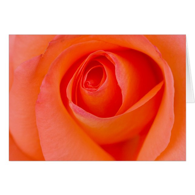 Magnifique Orange Rose Bud (Devant horizontal)