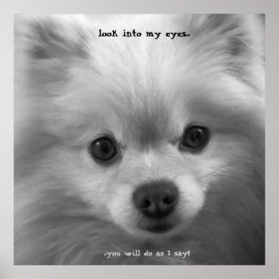 Magnifique Poméranie Poméranienne imprimé poster