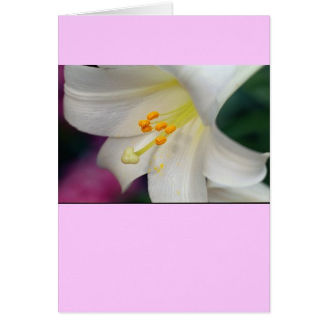 Magnifique Tandis Que Lily (Devant)