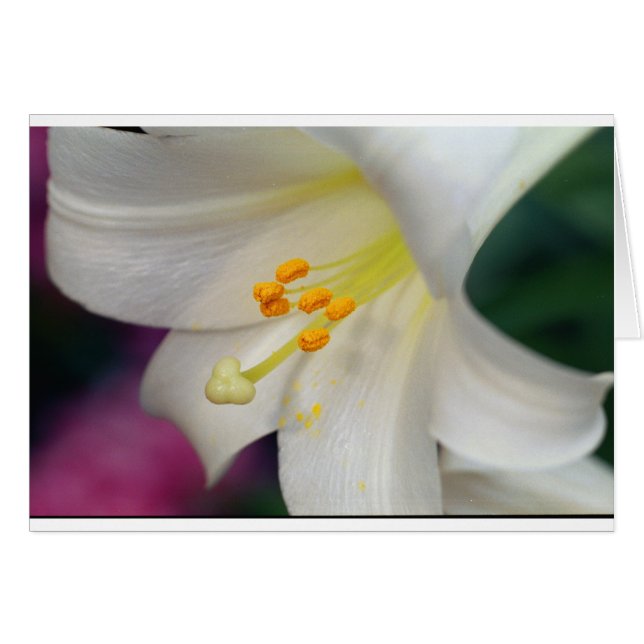 Magnifique Tandis Que Lily (Devant horizontal)