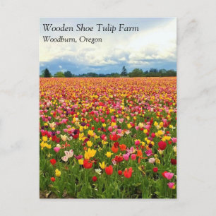 Magnifique terrain de tulipe, carte postale de l'O