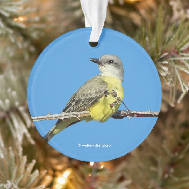 Magnifique Tropical Kingbird sur Blackberry Branch (Arbre)
