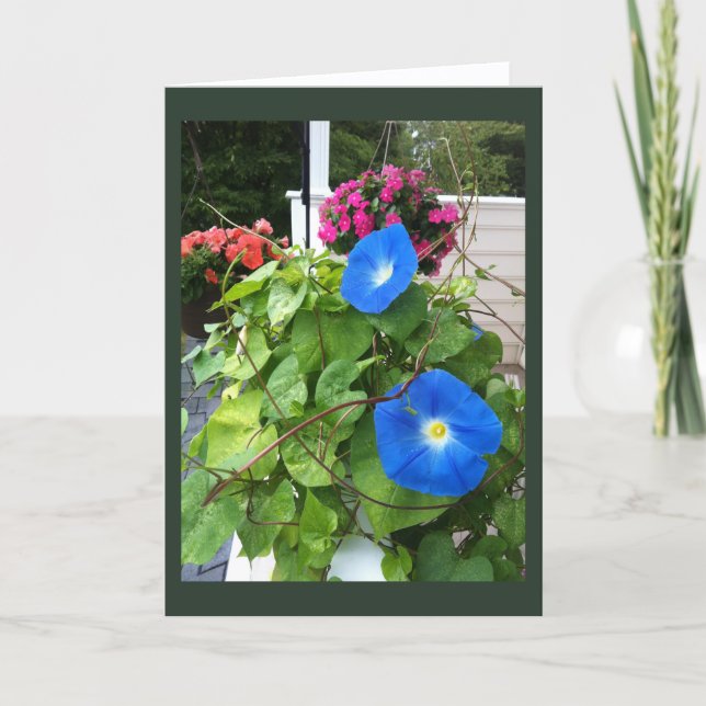 Magnifiques Volubilis Bleus Carte Blanche  (Devant)